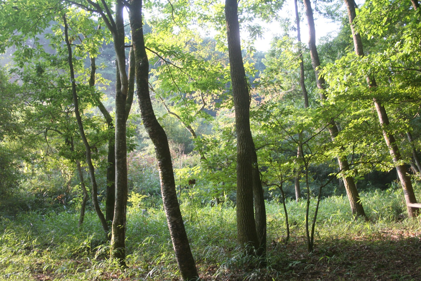 夏の雑木林